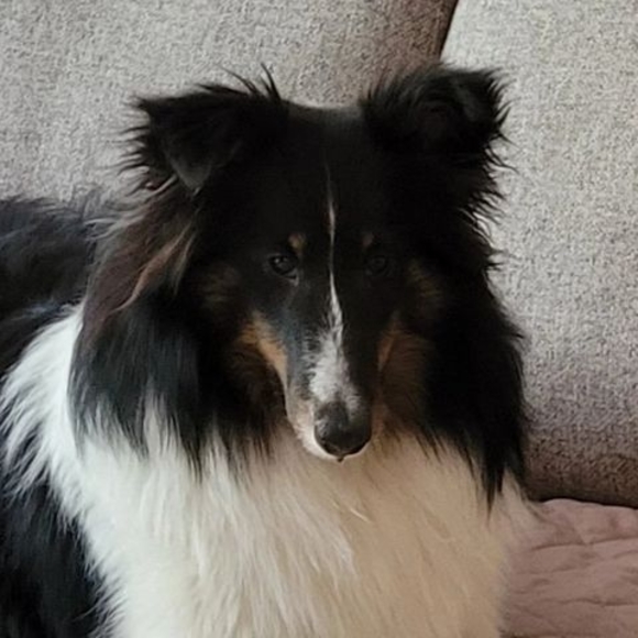 Meet your Posher, Lori - Picture 1 of 1